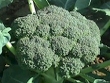 broccoli.html